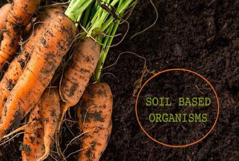 Why Soil Based Organism Probiotics Win