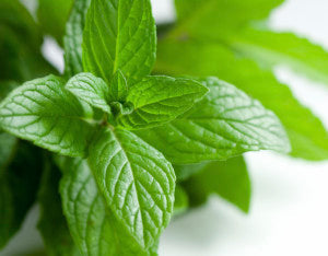 Wild Oil of Oregano for Irritable Bowl Syndrome